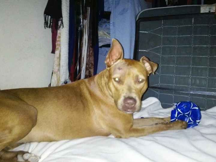 Les presento a.... - 1