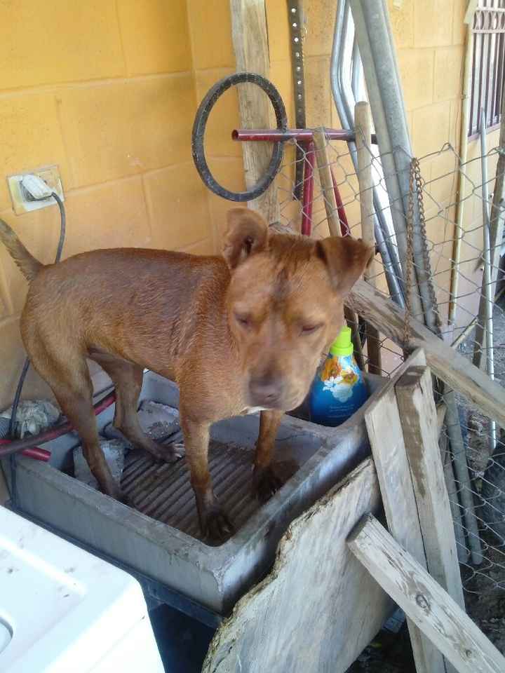 Les presento a.... - 2