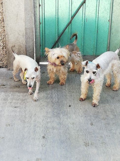Decirle adiós a tu mascota 🐶❤ - 1