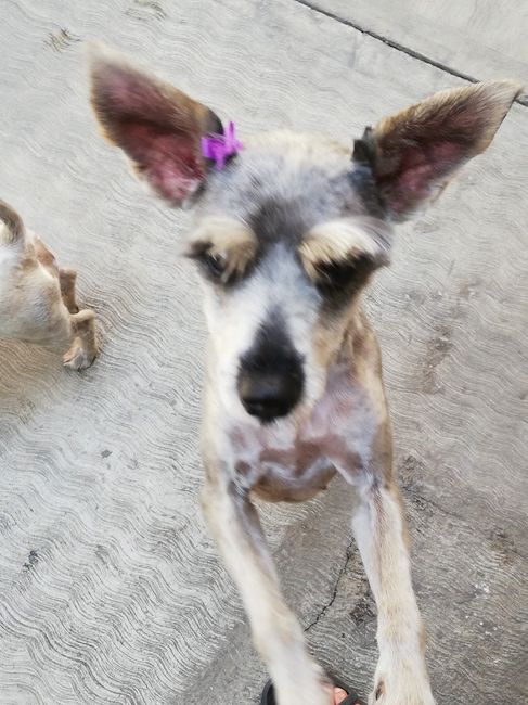 Decirle adiós a tu mascota 🐶❤ - 2