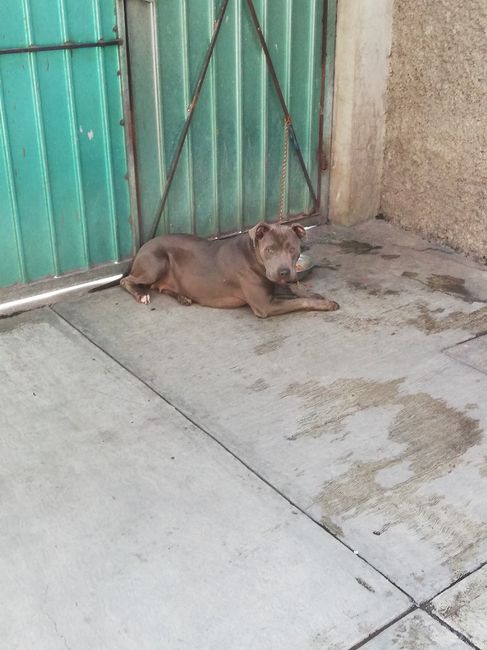 Decirle adiós a tu mascota 🐶❤ - 3