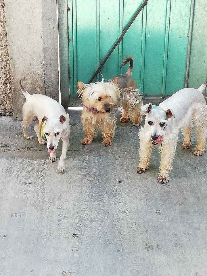 Decirle adiós a tu mascota 🐶❤ - 1