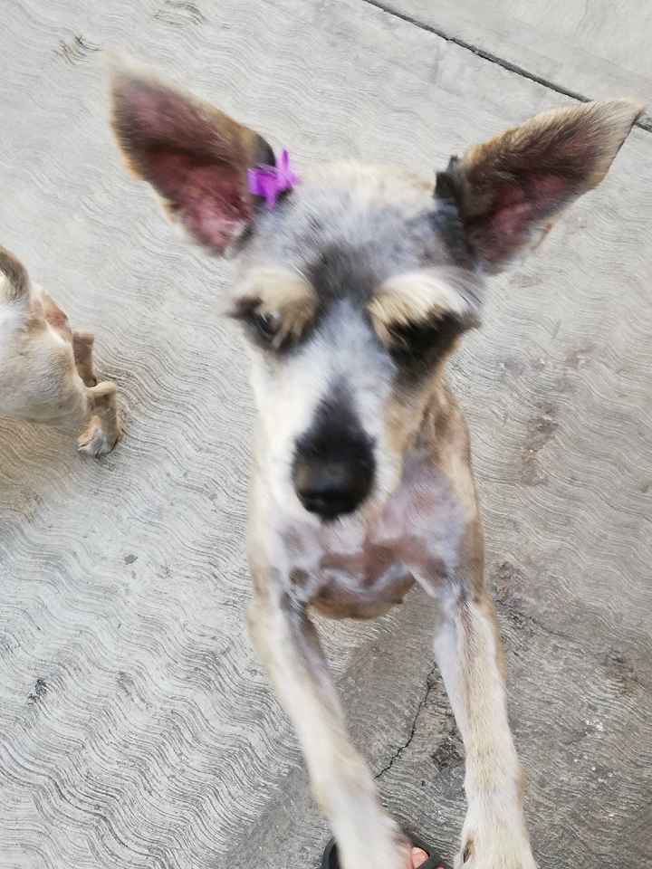 Decirle adiós a tu mascota 🐶❤ - 2
