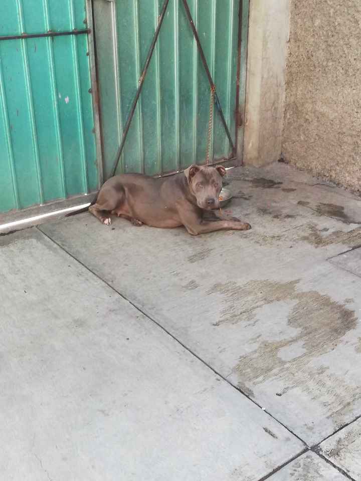Decirle adiós a tu mascota 🐶❤ - 3
