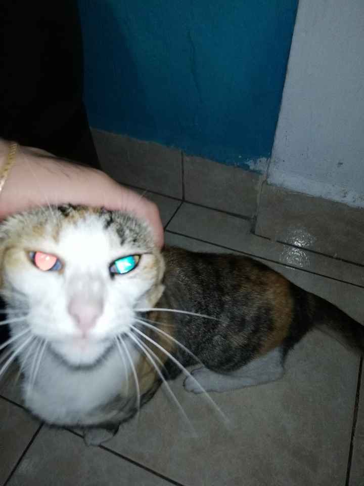 Decirle adiós a tu mascota 🐶❤ - 4