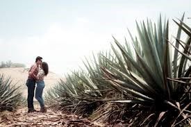 tequila 