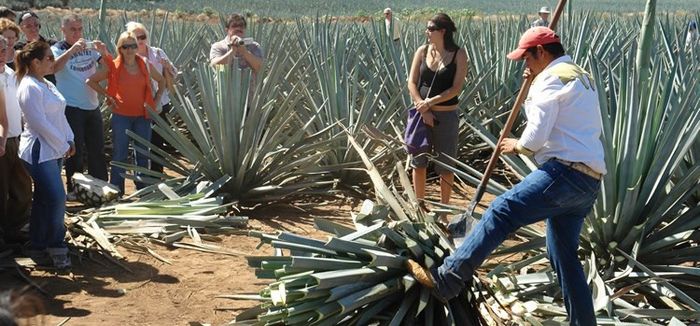 tequila