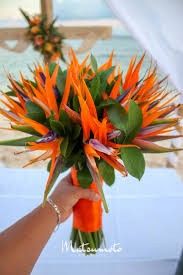 Ramos tropicales parte 2 14