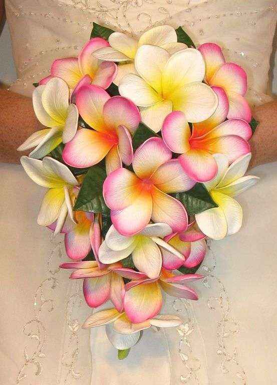 Tropical 2 - 2
