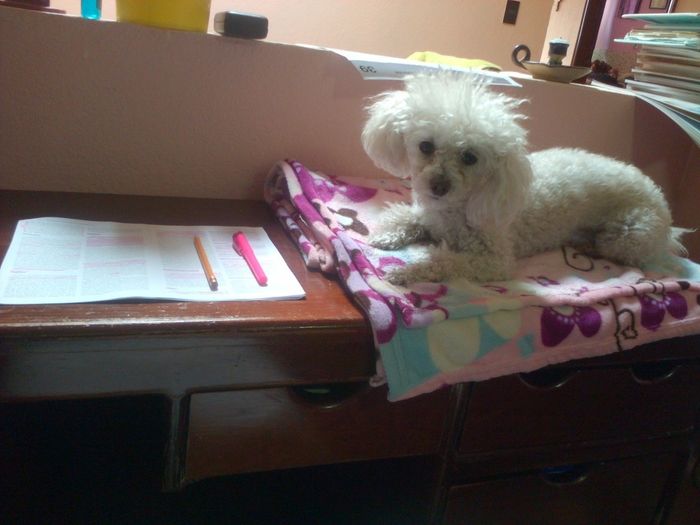 mi compañera en dias de estudio