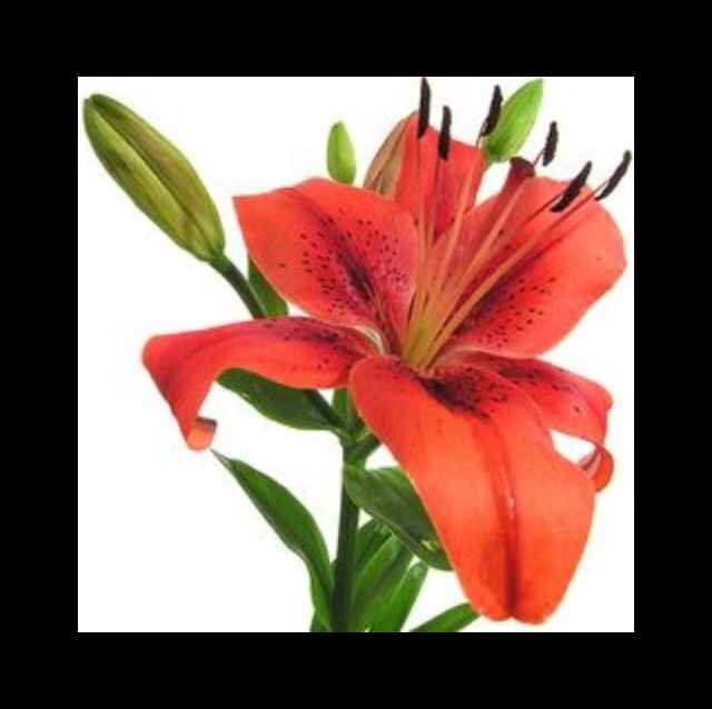 Auxilio socorro ayuda... no se cual ramo elegir!!! - 1