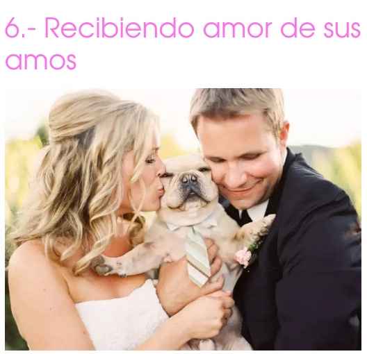 Sesión de fotos con mascotas - 4