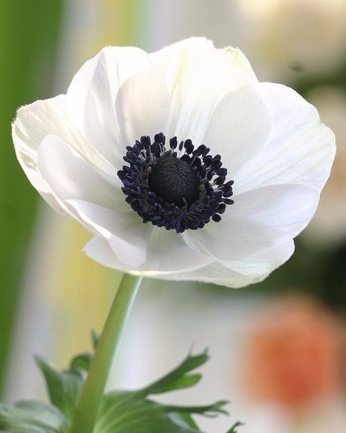 Anemonas