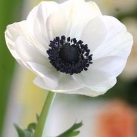 Anemonas