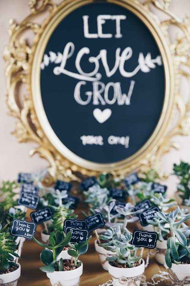 Suculentas - Recuerditos de boda 💕 - 1