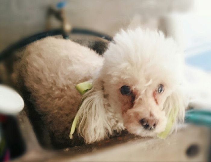 ¿dejarán alguna mascota con sus papás cuando se casen? - 1