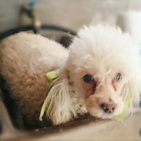 ¿dejarán alguna mascota con sus papás cuando se casen? - 1