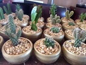 Suculentas como recuerdo 7