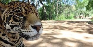 Luna de Miel : Morelos 17