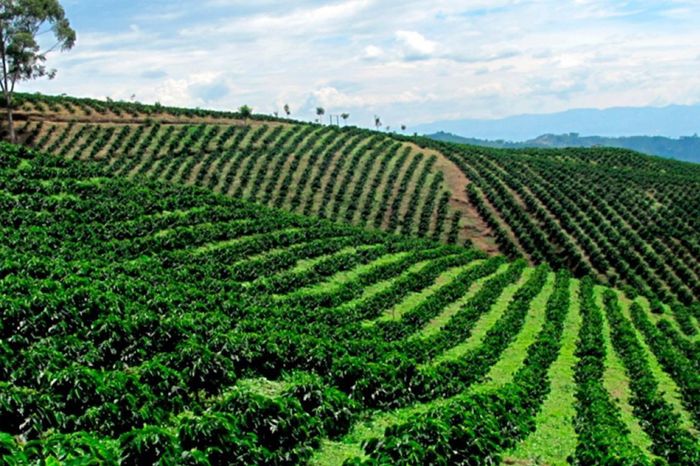 Luna de Miel : Colima 7