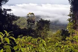 Luna de Miel : Guyana Francesa 16