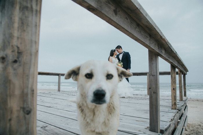 Pet fails 😸🐶 12