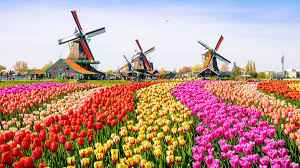 Luna de Miel : Holanda - 4