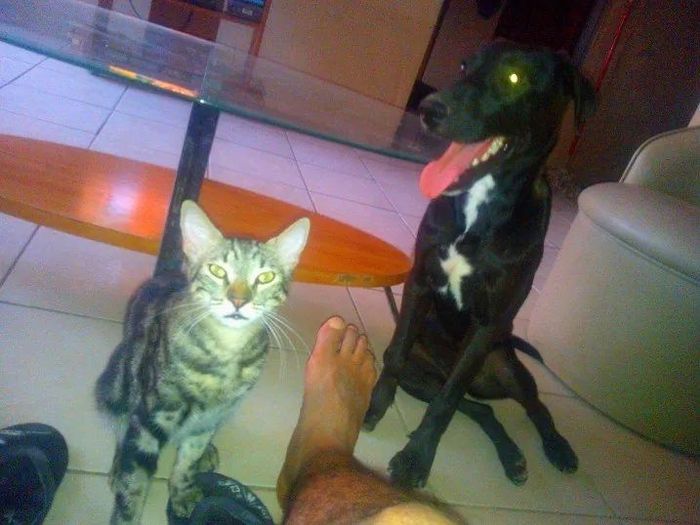 Presenten mascotas.... - 1