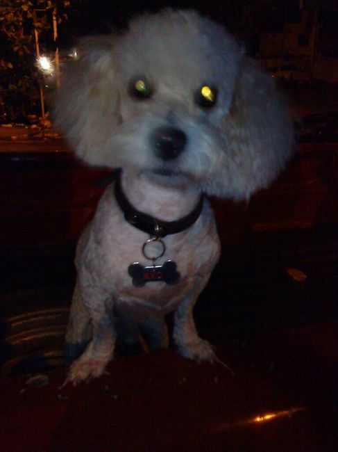 Presenten mascotas.... - 6