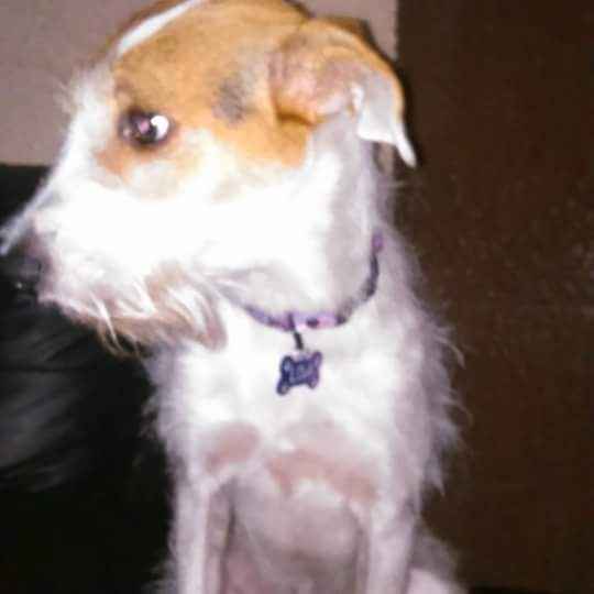 Presenten mascotas.... - 5