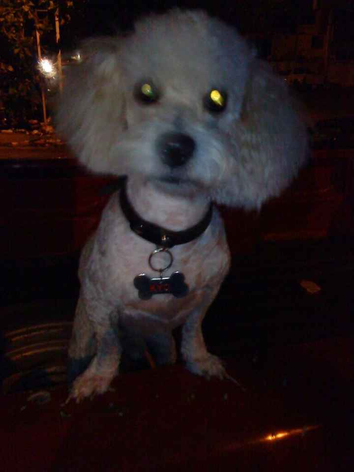 Presenten mascotas.... - 6