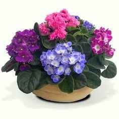 VIOLETAS