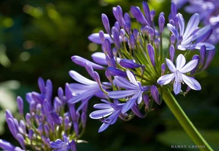 LILAS