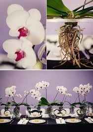 ORQUIDEAS