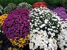 STATIS VARIEDAD DE COLORES