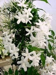 Jazmines (huelen super rico)