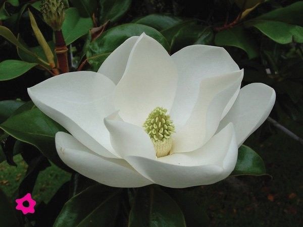 MAGNOLIAS