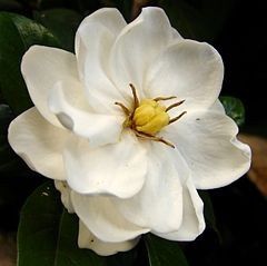GARDENIA