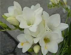 Fresias