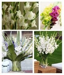 GLADIOLAS
