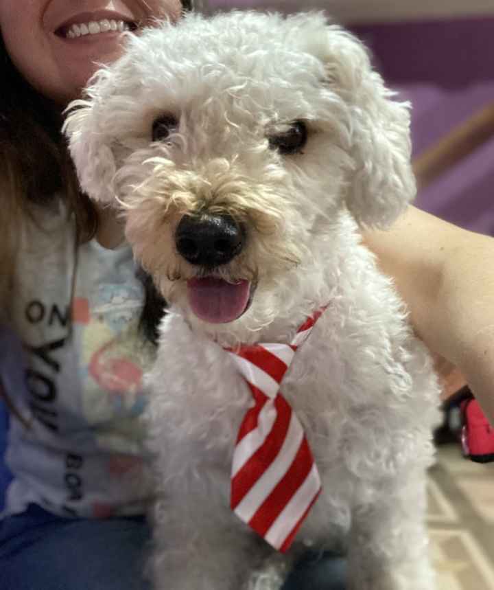 Outfits para las mascotas en la boda👍👎 - 1