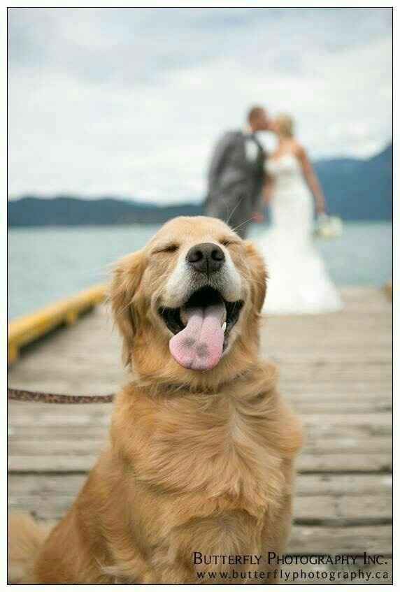 Incluir a nuestra mascota  (hijos perrunos) en la boda - 1