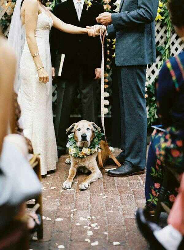 Incluir a nuestra mascota  (hijos perrunos) en la boda - 2
