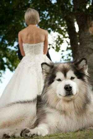 Incluir a nuestra mascota  (hijos perrunos) en la boda - 5