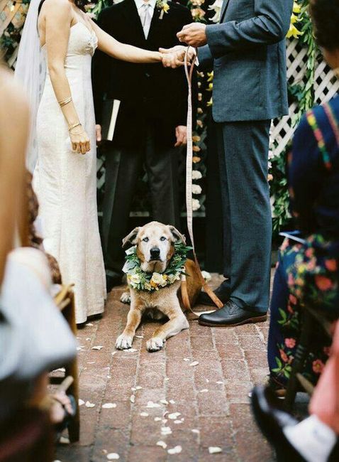 Incluir a nuestra mascota  (hijos perrunos) en la boda - 2