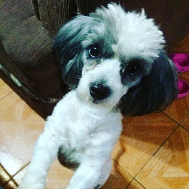 Incluir a nuestra mascota  (hijos perrunos) en la boda - 6