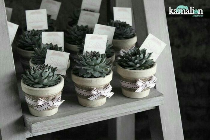 suculentas en tu boda - 2