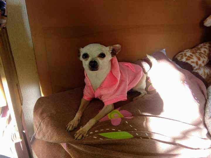 VOTA ¿Llevarías a tu mascota a la boda? - 1