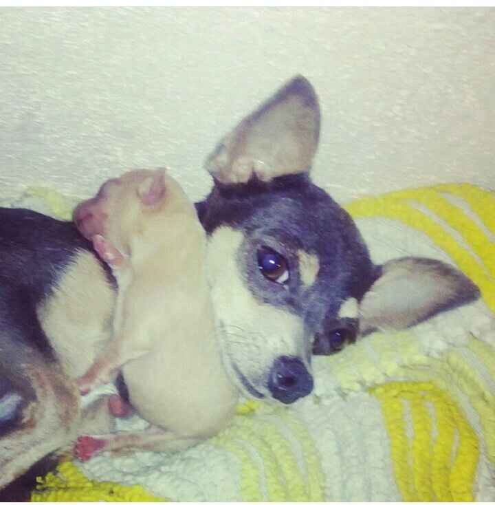 Les presento a.... - 3