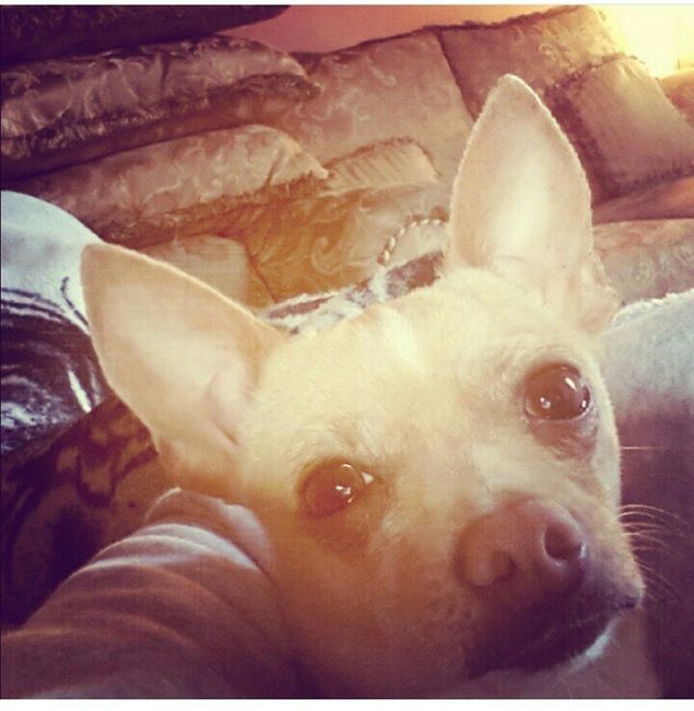 Les presento a.... - 2